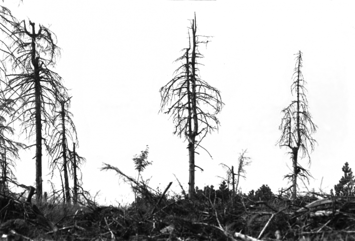 Das nackte Grauen: Umweltschutz spielt in der DDR lange keine Rolle – mit fatalen Folgen für Mensch und Natur. Das Waldsterben im Erzgebirge zeugt von der völlig verfehlten Energie- und Umweltpolitik der DDR-Führung. Quelle: Robert-Havemann-Gesellschaft/Volker...