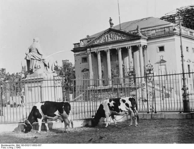 Vor der im Zweiten Weltkrieg schwer beschädigten Berliner Universität grasen 1945 Kühe.
